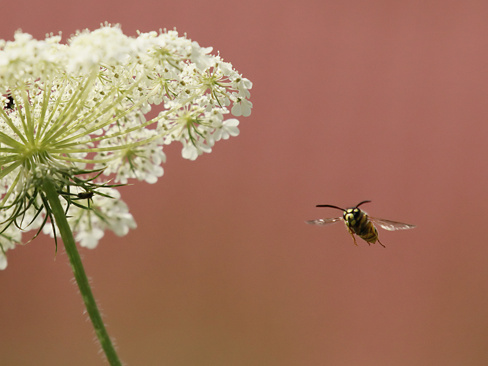 Tief.Flug