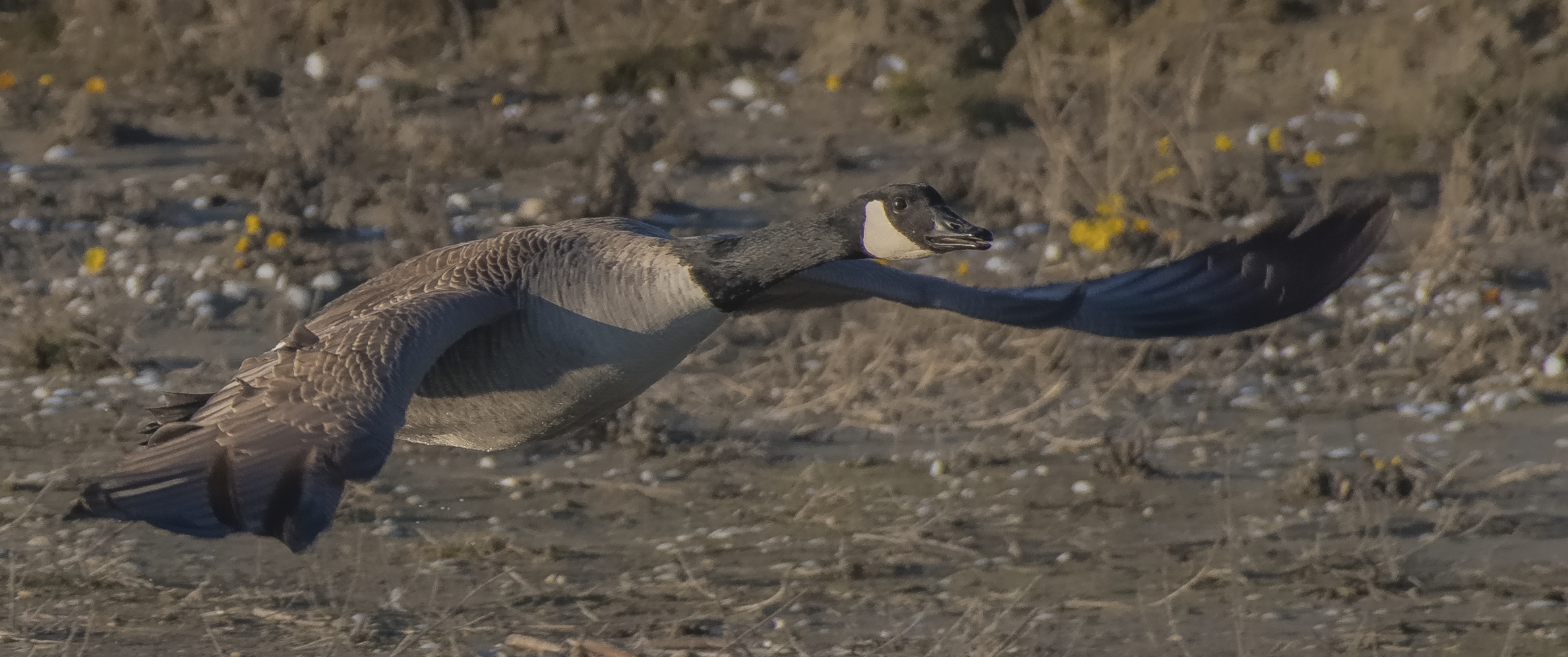 Tiefflug Foto & Bild nature, outdoor, natur Bilder auf