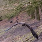 Tiefflug im Tierpark