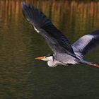 Tiefflug über den Weiher