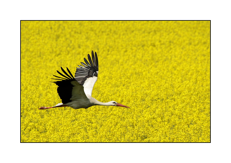 Tiefflug über´s Rapsfeld