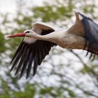 Tiefflug vom Weißstorch