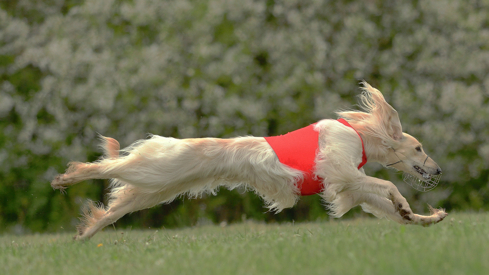 Tiefflughund - Afghan beim Coursing