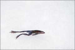 Tiefgefroren im Eis
