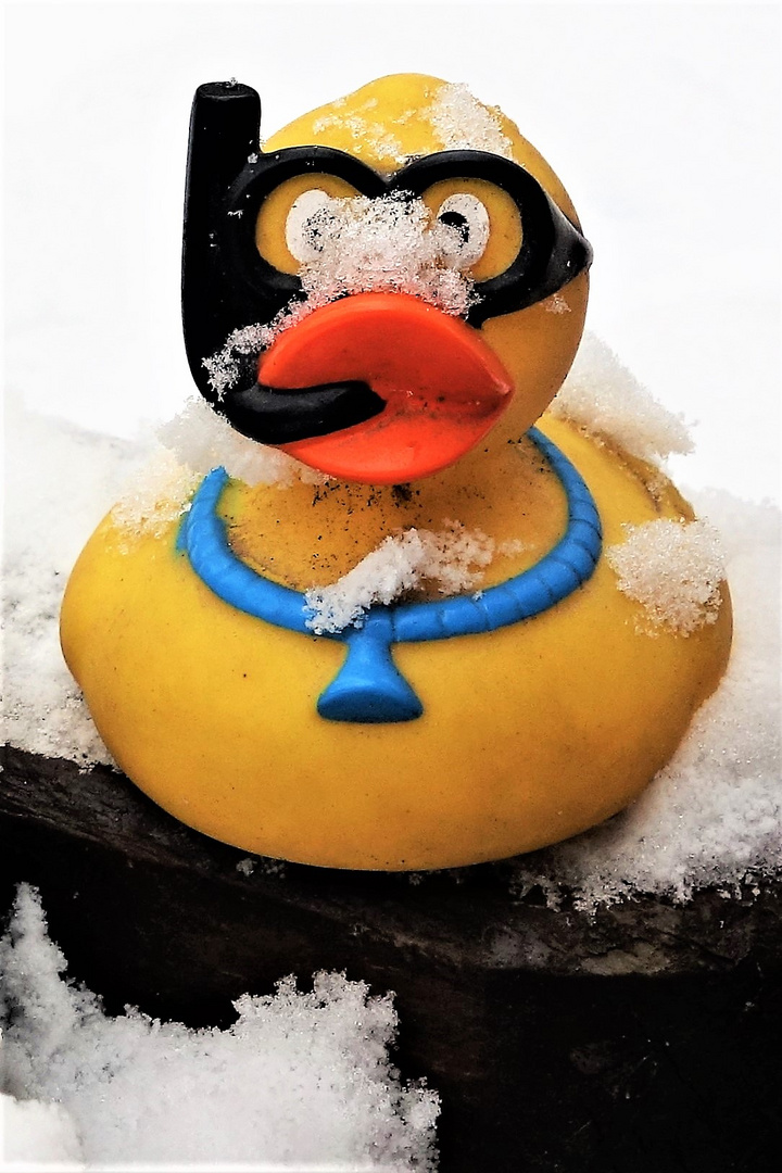 *Tiefgefrorene Quietsche-Ente sucht heiße Badewanne !* 