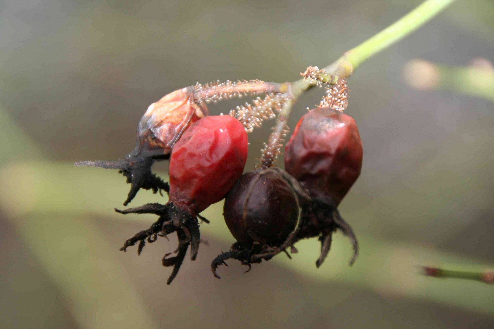 Tiefgefrorenes :-) aus dem letzten Herbst