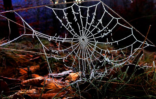 Tiefgefrorenes Netzwerk