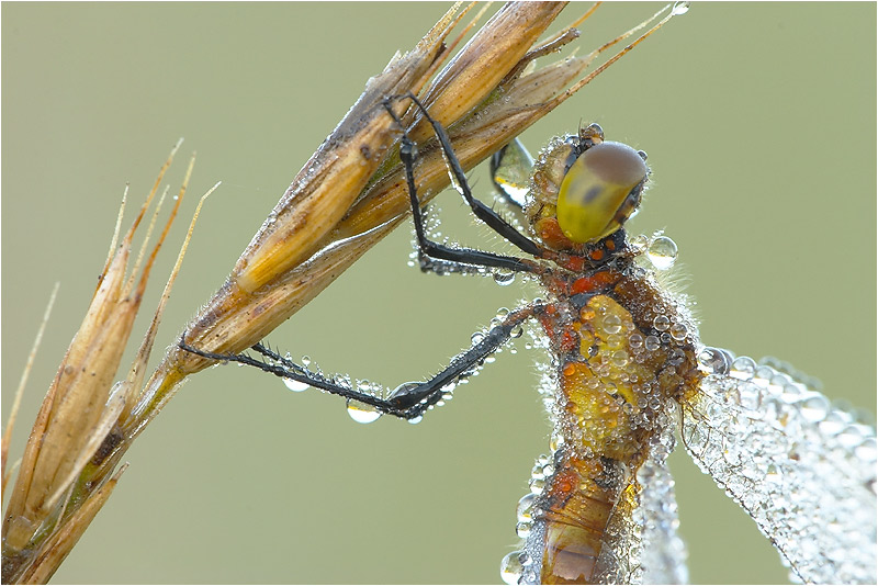 Tiefgekühltes Schmuckstück (Rote Liste)