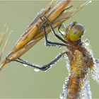 Tiefgekühltes Schmuckstück (Rote Liste)