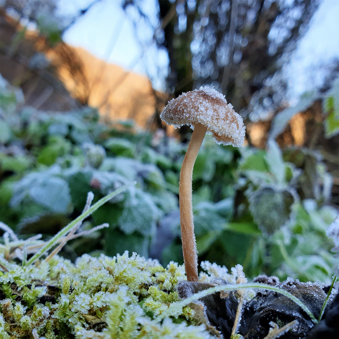 Tiefkühl -Pilz;)