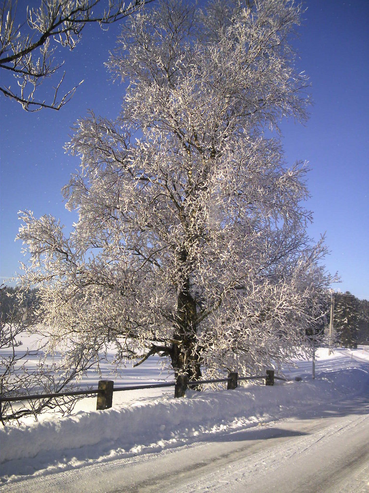 Tiefkühlbaum