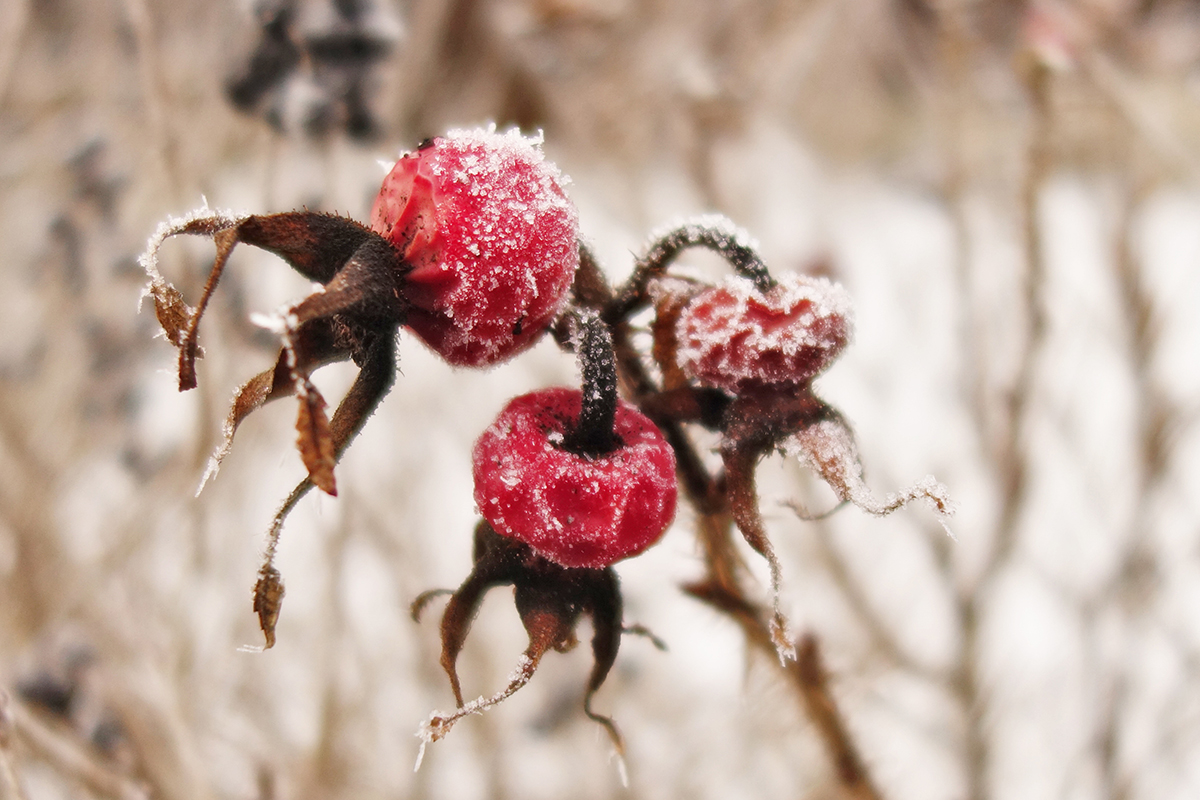 Tiefkühlbeeren