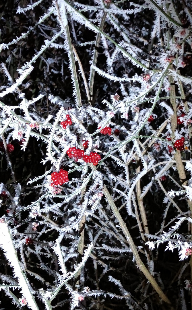 Tiefkühlbeeren