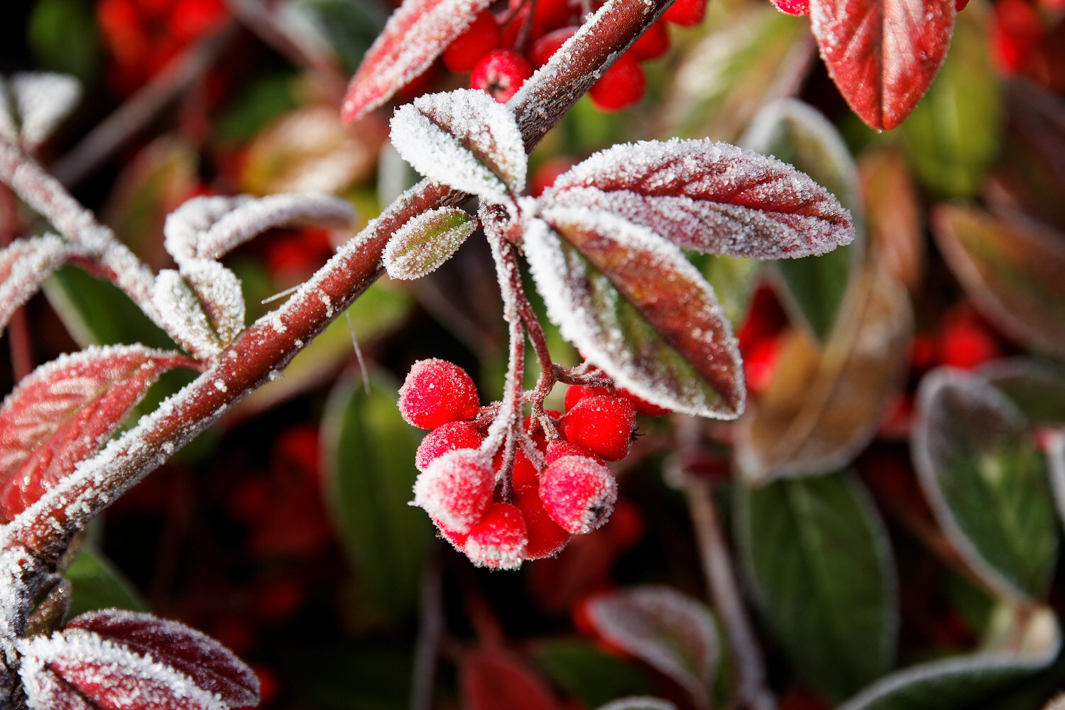 Tiefkühlbeeren