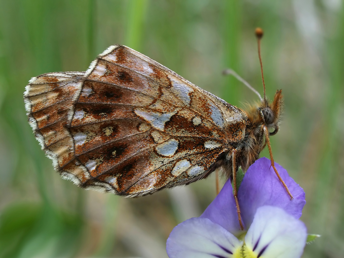 Tiefland-Boloria