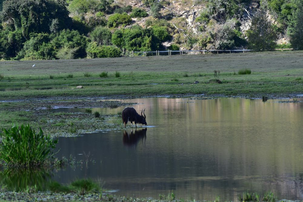 Tiefland Nyala.  ..120_5117