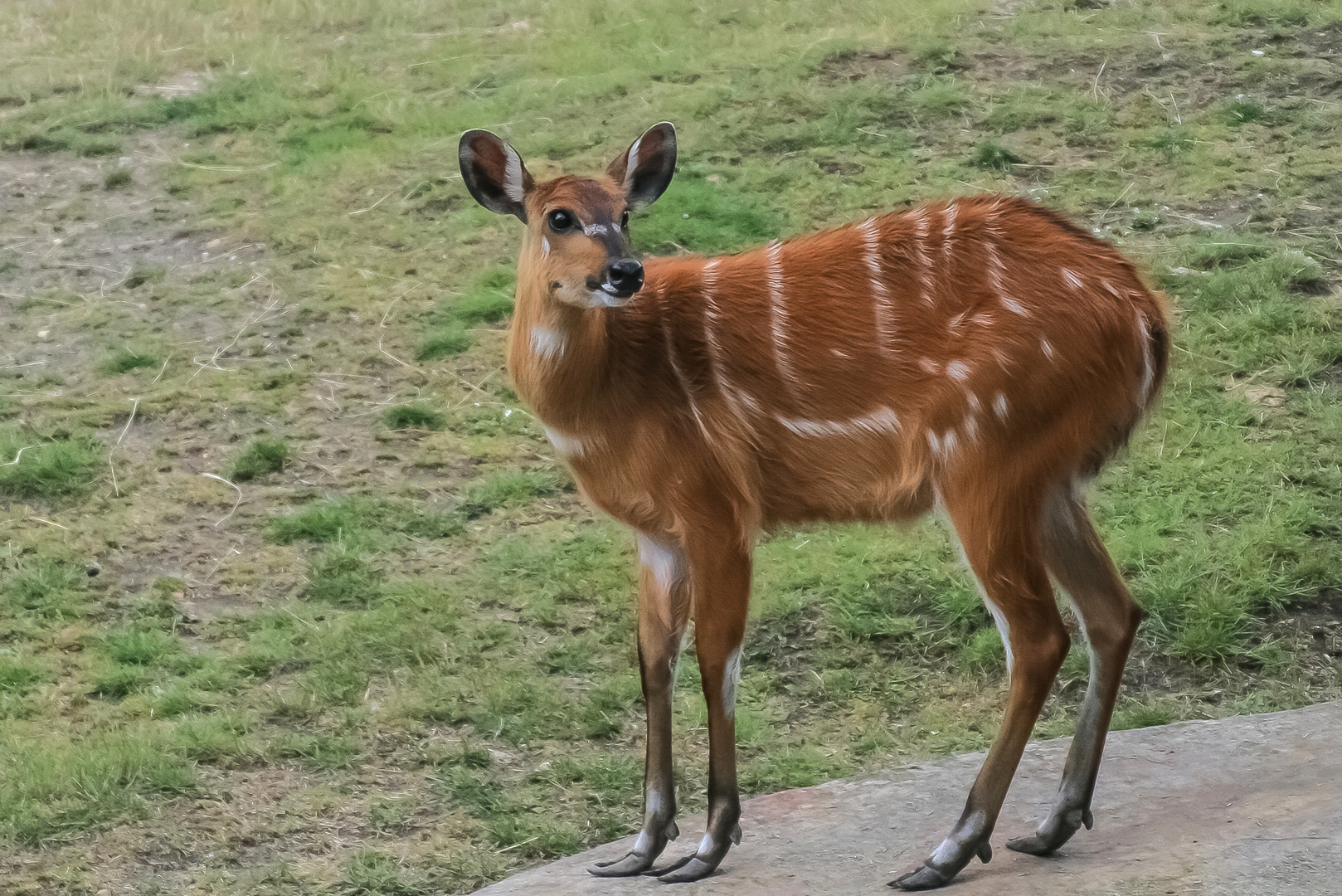 Tiefland Nyala