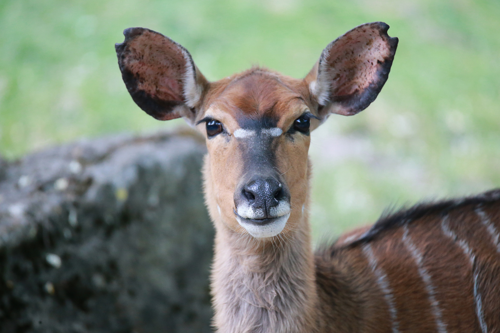 Tiefland-Nyala -Antilope-