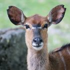 Tiefland-Nyala -Antilope-