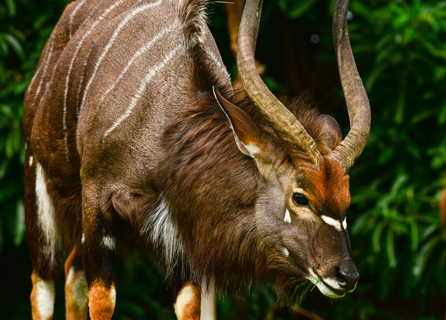 Tiefland  Nyala ...............DSC_4560-2