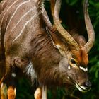 Tiefland  Nyala ...............DSC_4560-2