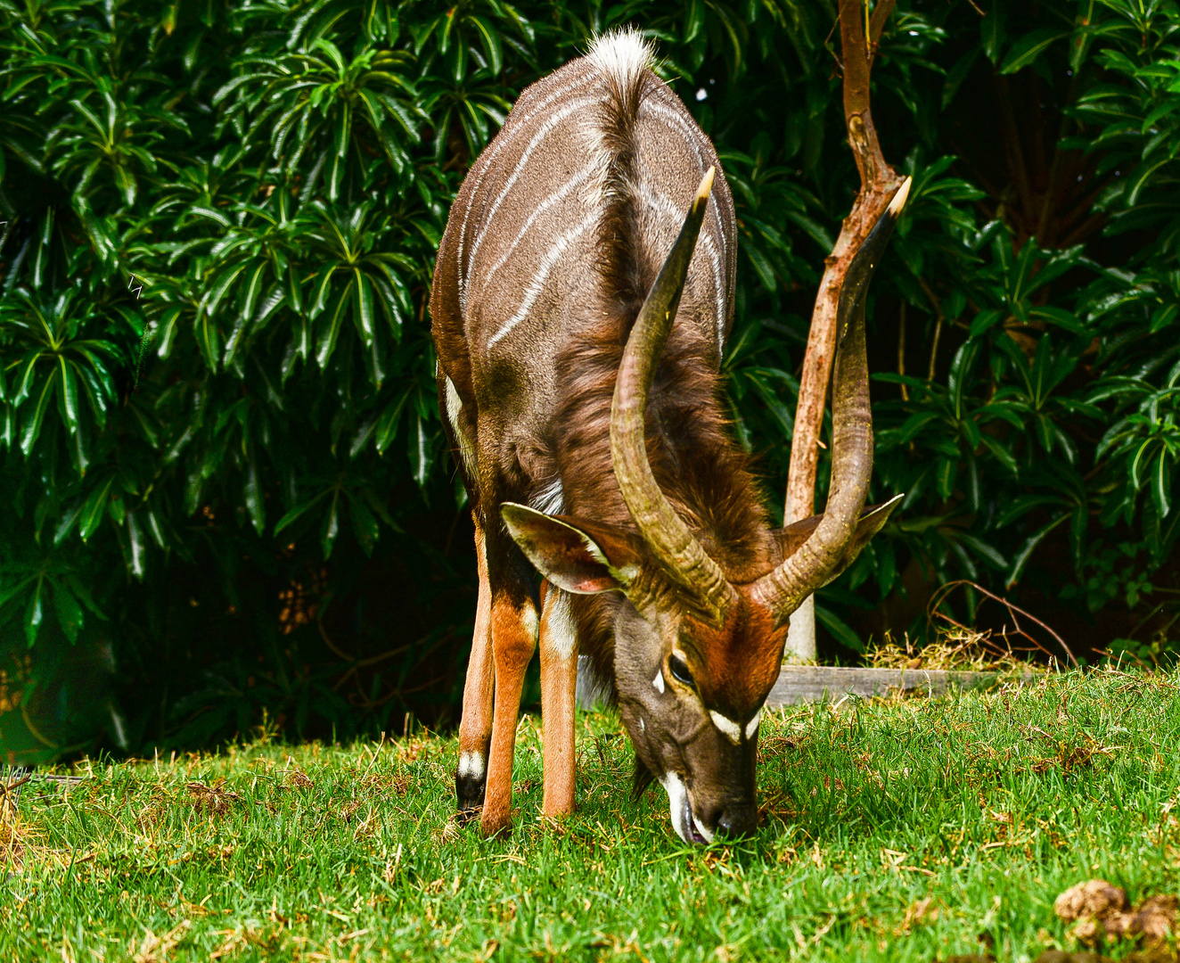 Tiefland Nyala.    .............          .DSC_4561-2