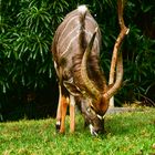 Tiefland Nyala.    .............          .DSC_4561-2