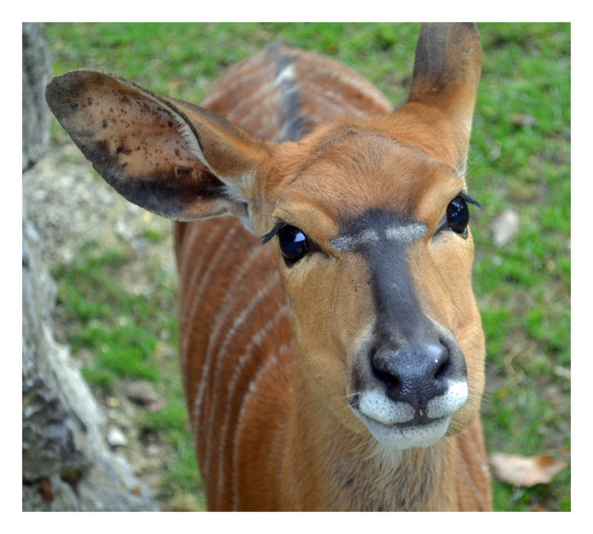 Tiefland-Nyala im Opelzoo Kronberg