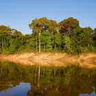 Tieflandregenwald an einem Nebenfluß des Amazonas