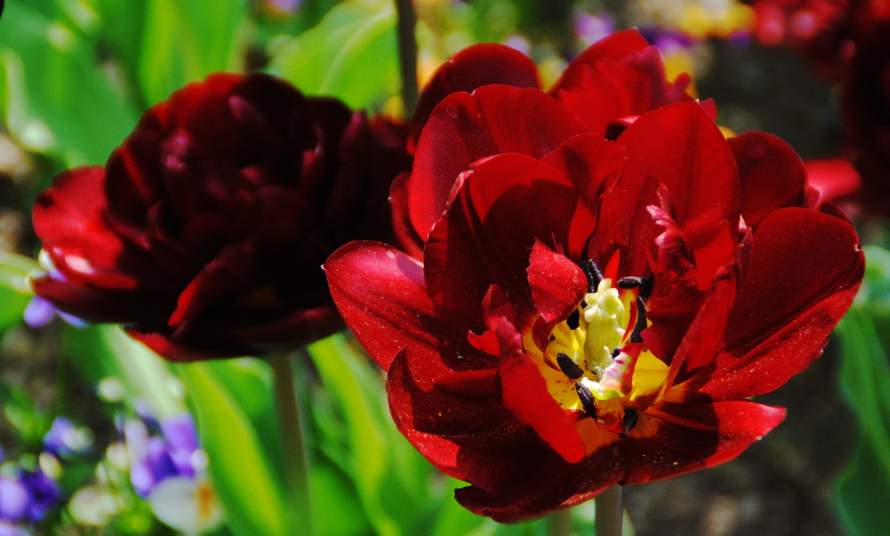 Tiefrote gefüllte Tulpe