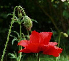 tiefrote Mohnblüte 2.09