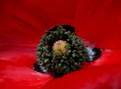 tiefroter Mohn 3/09