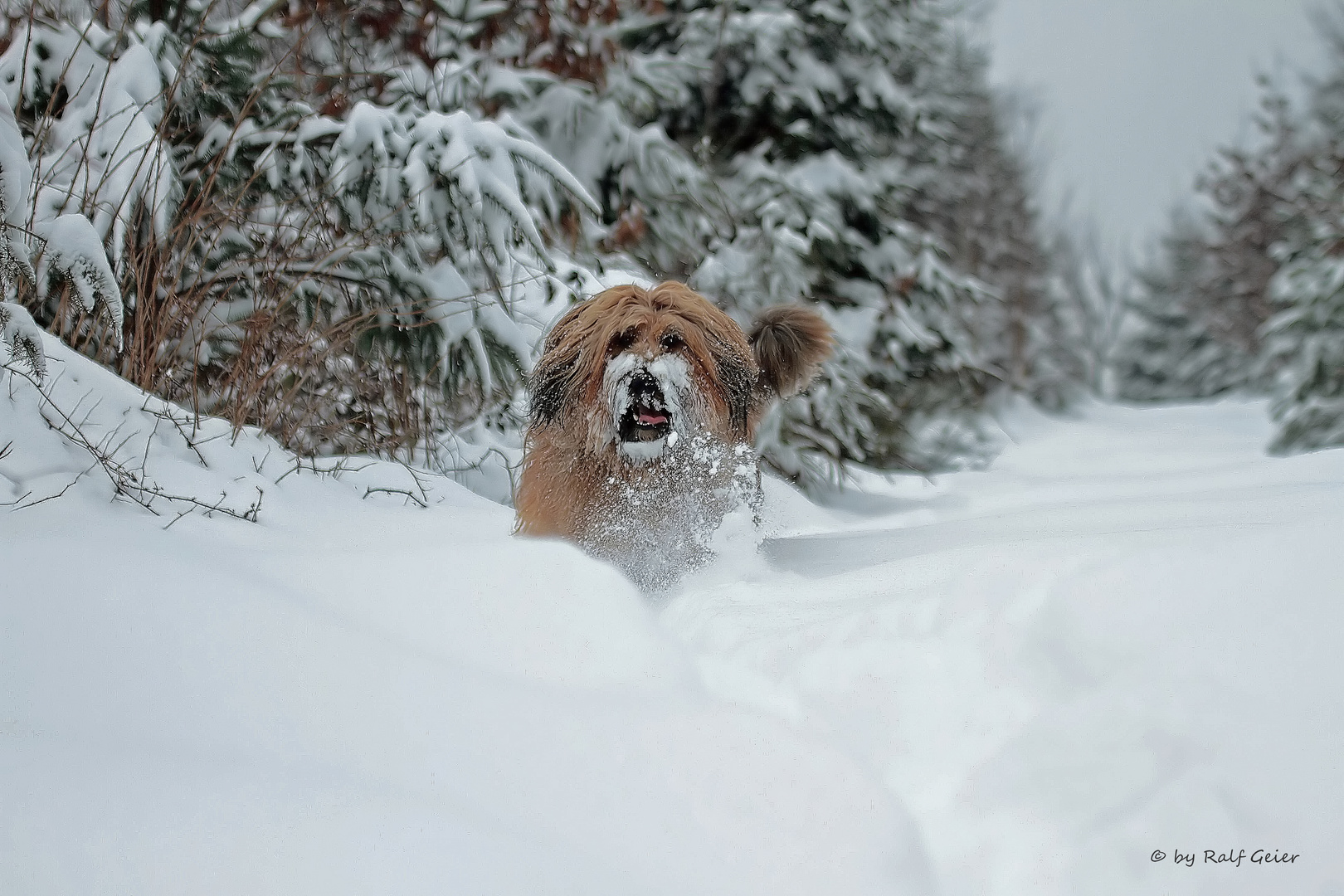 Tiefschnee