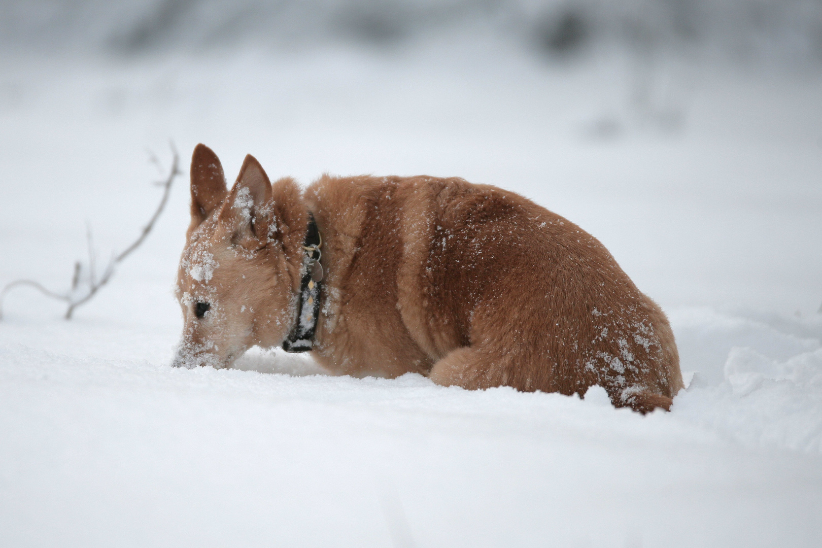 Tiefschnee