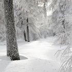 Tiefschnee im Hochwald