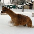 Tiefschnee im Westerwald