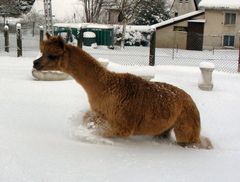 Tiefschnee im Westerwald