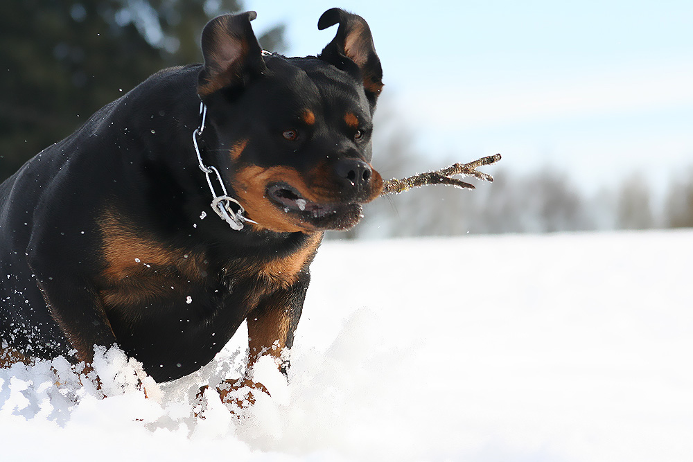 Tiefschneesprint I