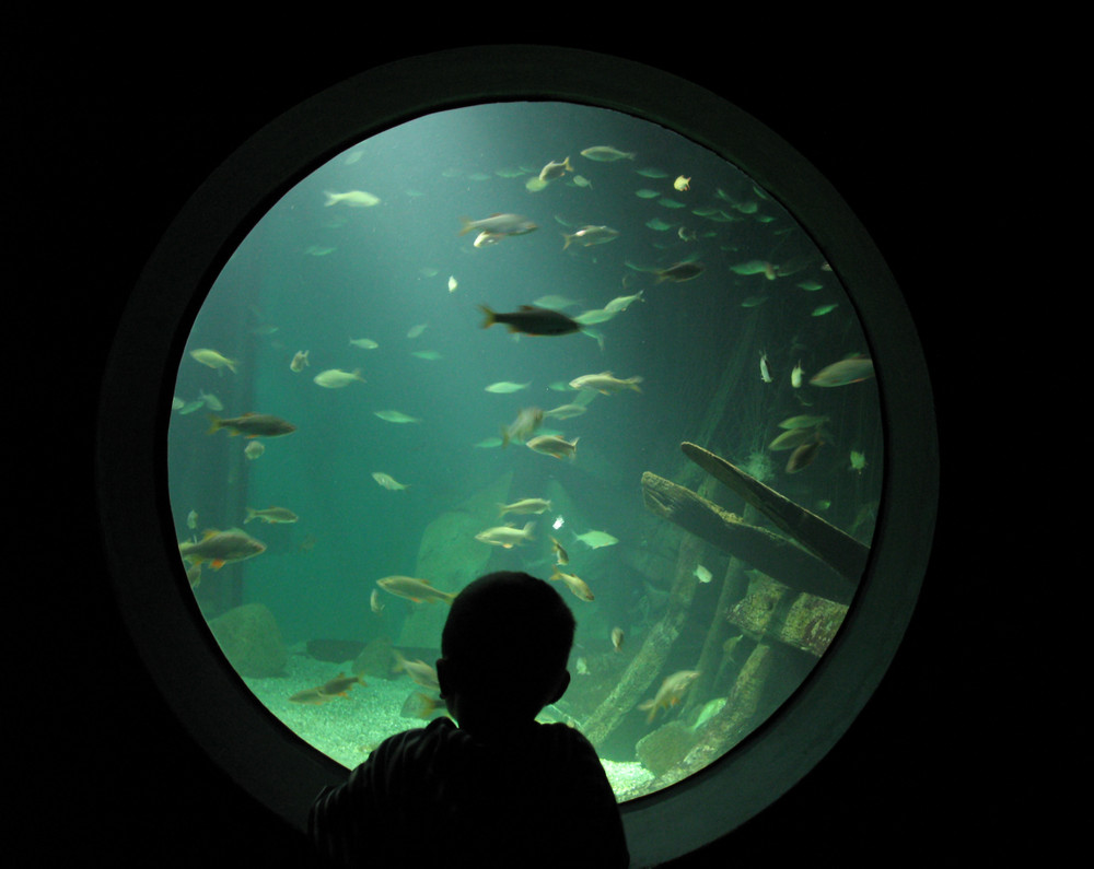 Tiefsee erleben im Ozeaneum Stralsund