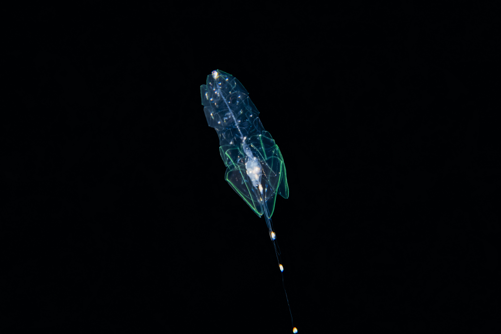 Tiefsee-Siphonophore