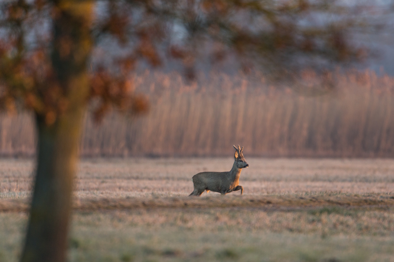 Tiefstehende Morgensonne...