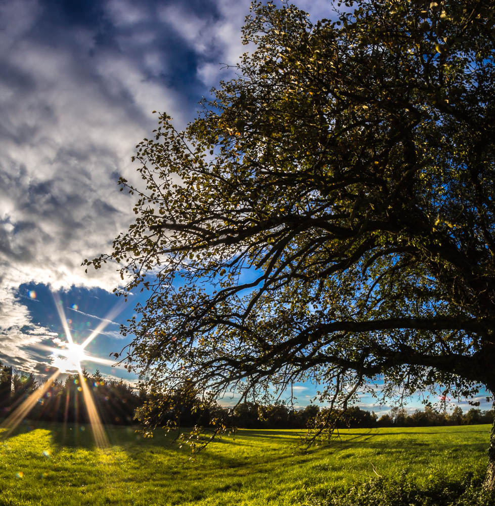 Tiefstehende Oktobersonne