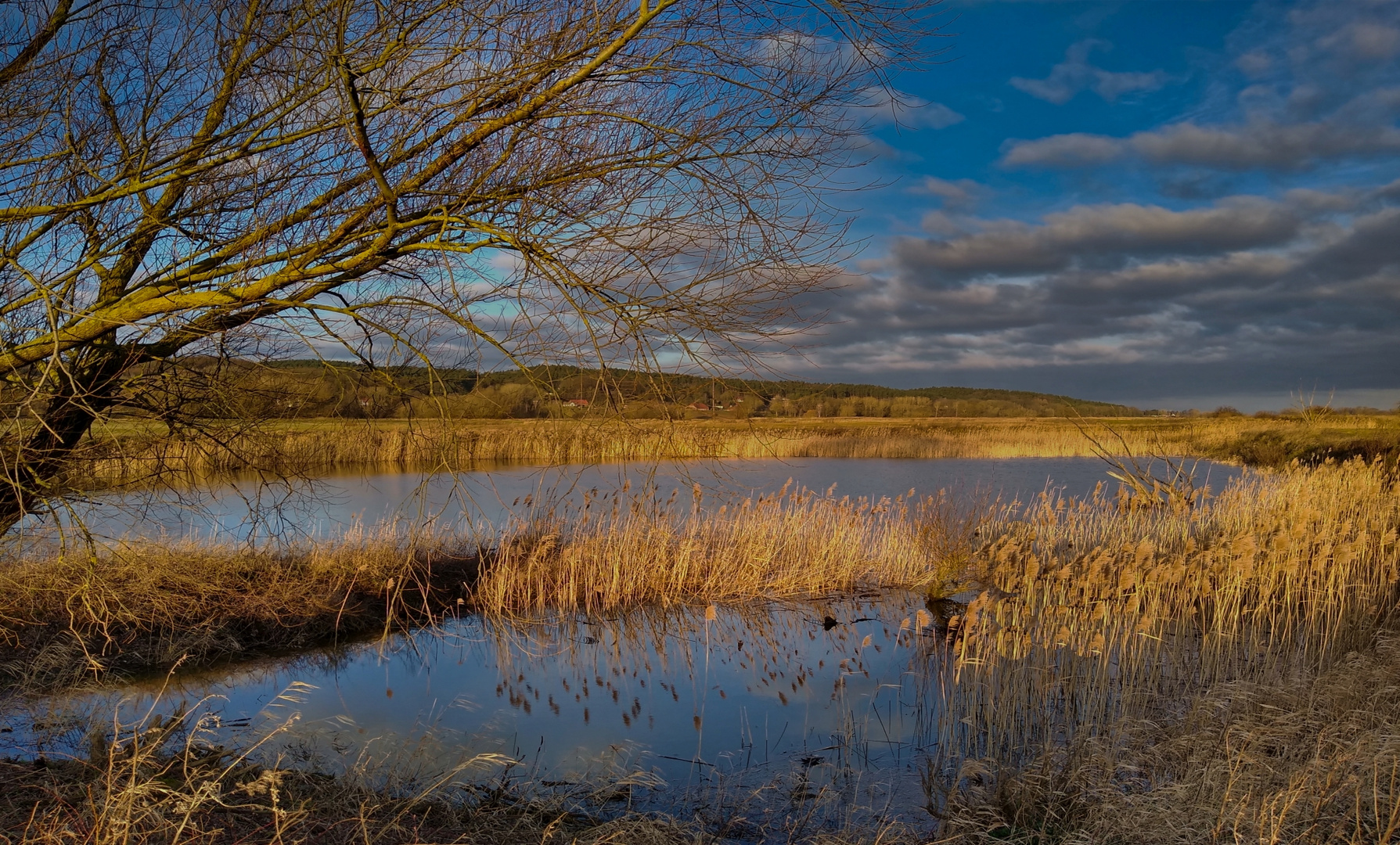 Tiefstehende Sonne an der Elbe 2