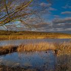 Tiefstehende Sonne an der Elbe 2