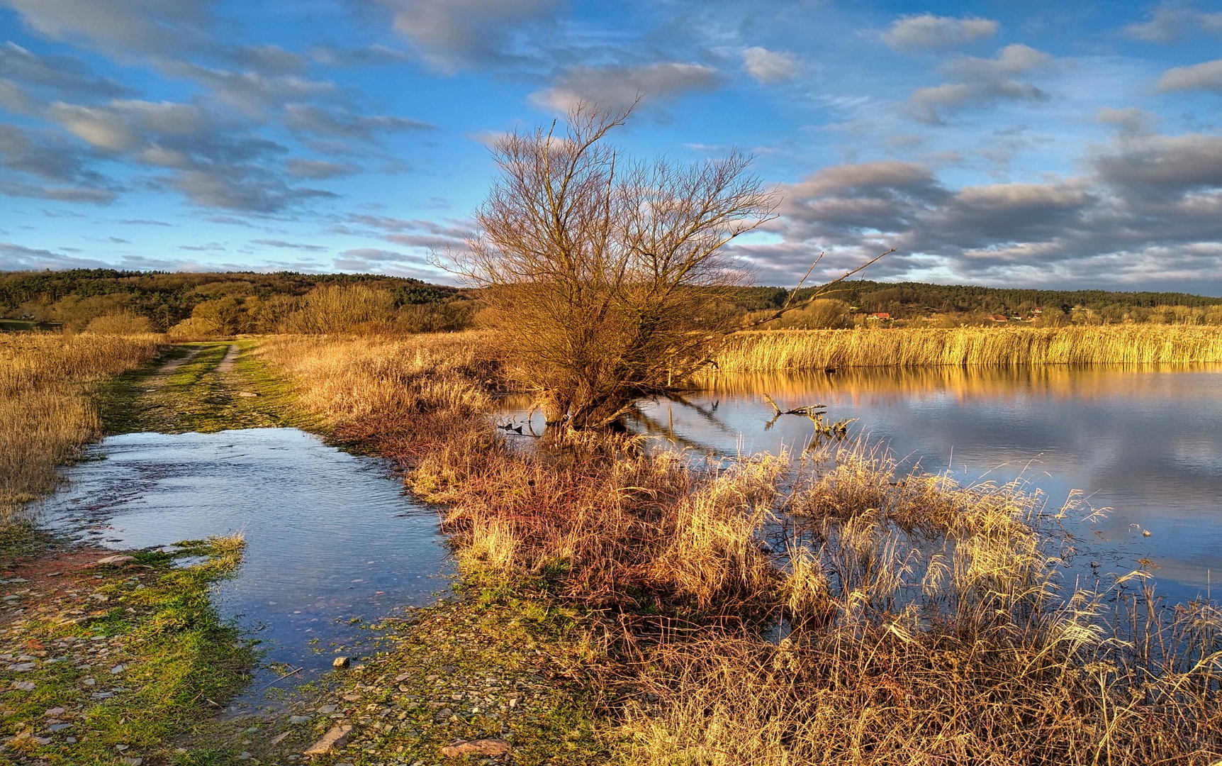 Tiefstehende Sonne an der Elbe 3