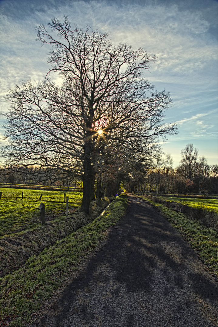 tiefstehende Sonne im Januar