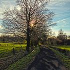 tiefstehende Sonne im Januar