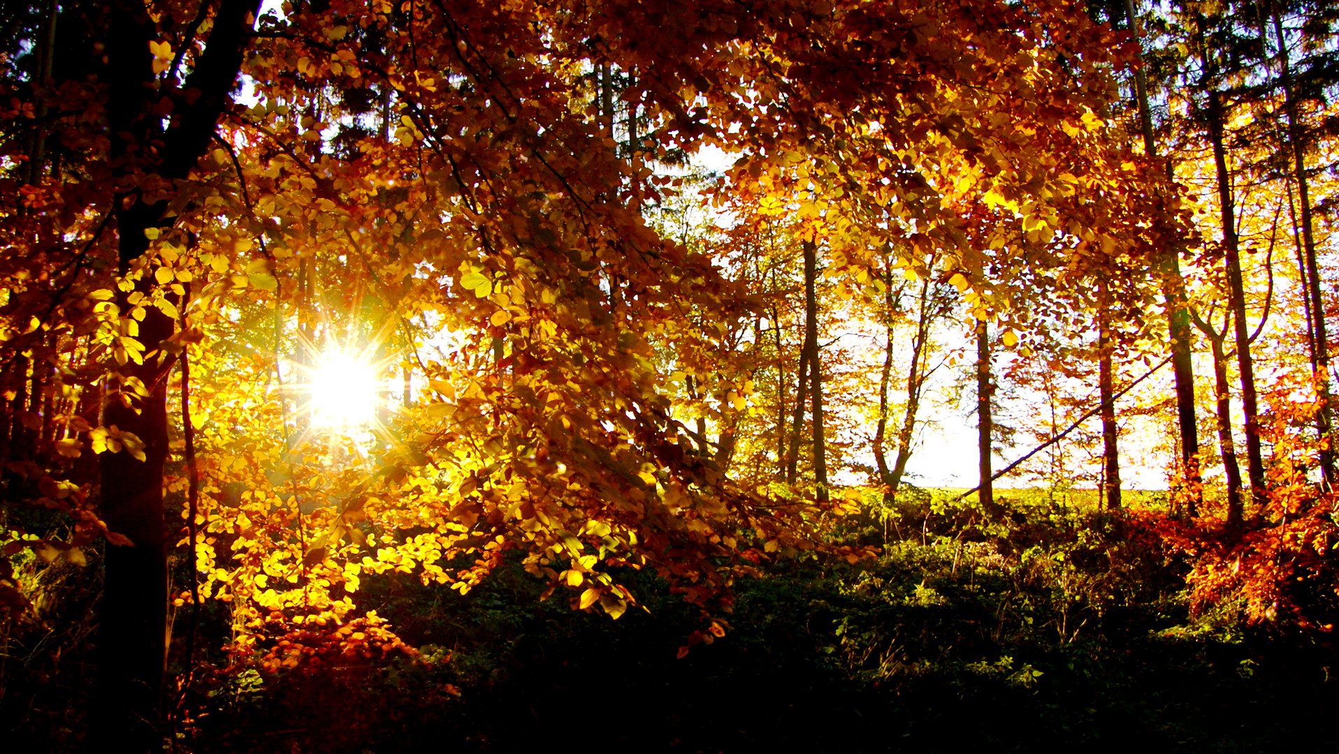 Tiefstehende Sonne, im Ramersbacher - Herbstwald!