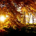 Tiefstehende Sonne, im Ramersbacher - Herbstwald!