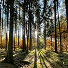 Tiefstehende Sonne im Wald